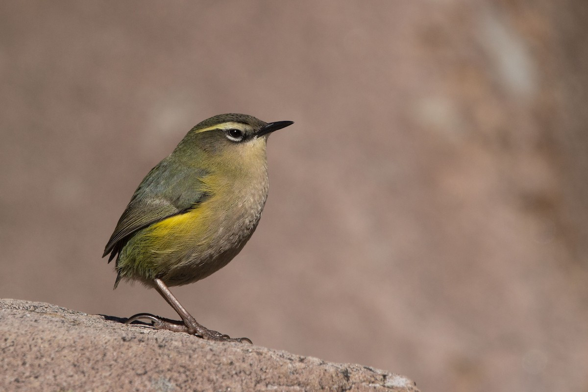 image New Zealand Rock Wren